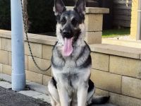 ich verkaufe Osteuropäische Schäferhundwelpen geboren