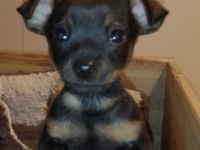 Prager Rattler, Welpen