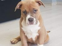 6 lovely ,beautiful,strong ,friendly American Bully XL