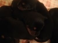 Hallo meine podenco Hündin hat Gesunde und wunderschöne