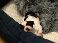 Meine Welpen suchen in 4 Wochen ein neues Zuhause sie