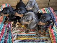 Dackel Welpen geb. 6.1.2022 suchen neue Familie!