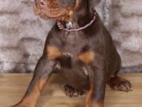 Dobermann-Welpen Sie sind sehr süß, auch gut mit
