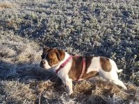 Anni stammt aus unserer eigenen Nachzucht Sie versteht