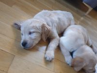 Hallo ihr lieben, Unsere Sky ( schwarze Labradordame)