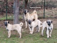 Wir bieten wunderschöne perfekt sozialisierte Kangala