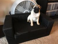 Männlicher Pugwelpe. Lassen Sie Ihre Nummer für