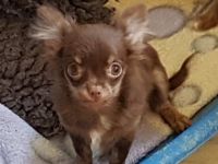 Aus unserer kleinen liebevollen Zucht suchen noch Klara