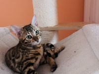 Herzlich Willkommen liebe Katzenfreunde, wir sind eine