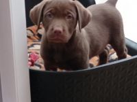 Gesunde, reinrassige Welpen, Familien freundlich.