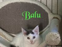 Ich Balu bin ein kleiner Frechdachs mache altersgemäßig