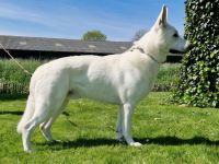 Wir erwarten im Mai 2025 einen reinen Stockhaarwurf