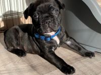 Unsere Welpen sind am 24.12.21 gesund zur Welt gekommen