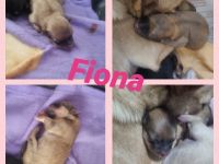 Am 16.02. sind bei uns ganz bezaubernde Pomchi Welpen