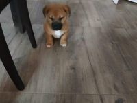 Unsere wunderbaren, zuckersüßen Shiba inu Welpen suchen