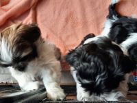 Der Welpe ist der letzte von Vieren. Er ist geimpft