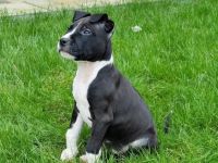 Unsere Luna hat am 30.12.2021 bei ihrem ersten Wurf (A