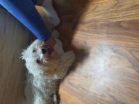 Srecko, Muss meinen süßen Hund leider bis zum 28.02.22