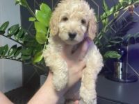 Wir suchen Familien,die ganz besonderen Hunden ein