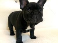 Am 28. Dezember 2021 wurden wunderschöne Französische