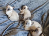 >Hallo Katzen Freunde, Mein Kätchen( mit Stammbaum )