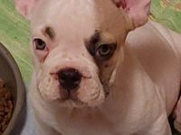 Hallo , Wir sind 2 verschmuste ,gut sozialisierte