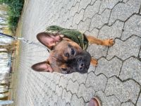 ***NOTVERKAUF*** Liebe Hundeliebhaber Unser kleine