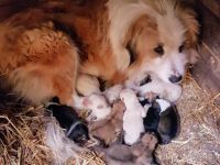 Hallo wir suchen für unsere Luna ein neues Zuhause. Sie