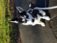 Ich verkaufe meinen weiblichen Huskywelpen aus privaten