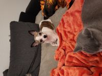 Rocko, 8 Jahre alter Hund sucht ein neues Zuhause . Am