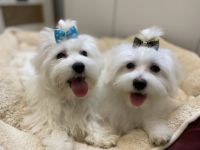Reinrassige Mini Malteser (2 Rüden) suchen neues zu