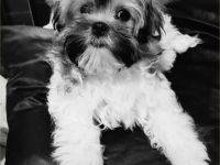 Shi Tzu Welpen geboren 15.12.2022 rüde sucht eine gute