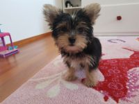 Papa: Mini Yorkshire Terrier Biewer (vorwiegend weiß)