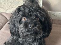 Emilio von den Löwenherzen (Mailo)