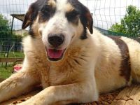 Graues Schnäuzchen Julchen / weiblich, kastriert / derzeit in Griechenland