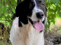 Graues Schnäuzchen Zaza / weiblich, kastriert / derzeit noch in Griechenland