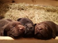 Süße Reinrassige Labradorwelpen Unsere zwei Lieblinge 