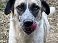 Hündin Kira /  Alter: ca. 06/2021 / derzeit noch in Griechenland