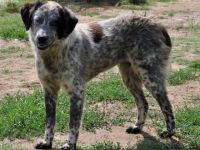 Hündin Lilly / derzeit noch in Griechenland