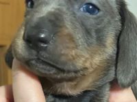 Bildhübsche Kurzhaar Dackel Welpen geb. 6.1.2022 suchen