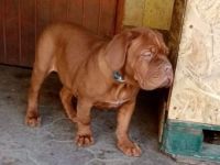 Red Lion Bordói kennel