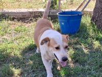 Graues Schnäuzchen Christoph / männlich / in einer Pflegestelle in 27578 Bremerhaven