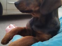 Die Welpen wachsen zusammen mit Erwachsenen und Kindern