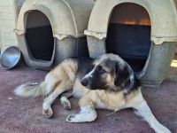 Rüde Charles / derzeit noch in Griechenland