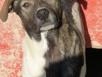 Strolch ist seinem Alter entsprechend neugierig und