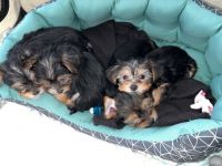 Hallo zusammen, meine Hündin hat am 30.12.2021 4 kleine