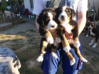 Großer Schweizer Sennenhund, Welpen