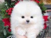 wunderschöne Pomeranian-Welpen mit vollem Stammbaum und