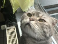 Das ist Aslan, ein 5 Jahre alter , gesunder Kater 