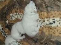 Unsere Juli hatt am 30.01.2022 3 gesunde kitter auf die